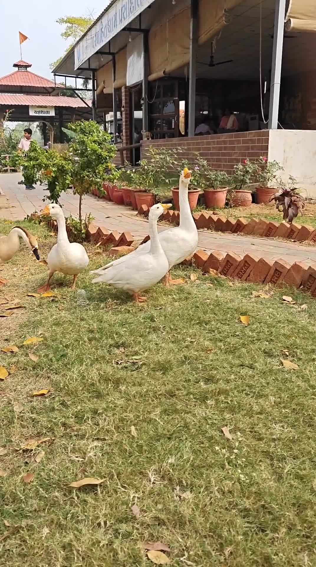 Campaign Submission: xcvdvdsvsd